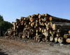 Camion de 25 stères de bois en grume – Hêtre, Chêne, Charme